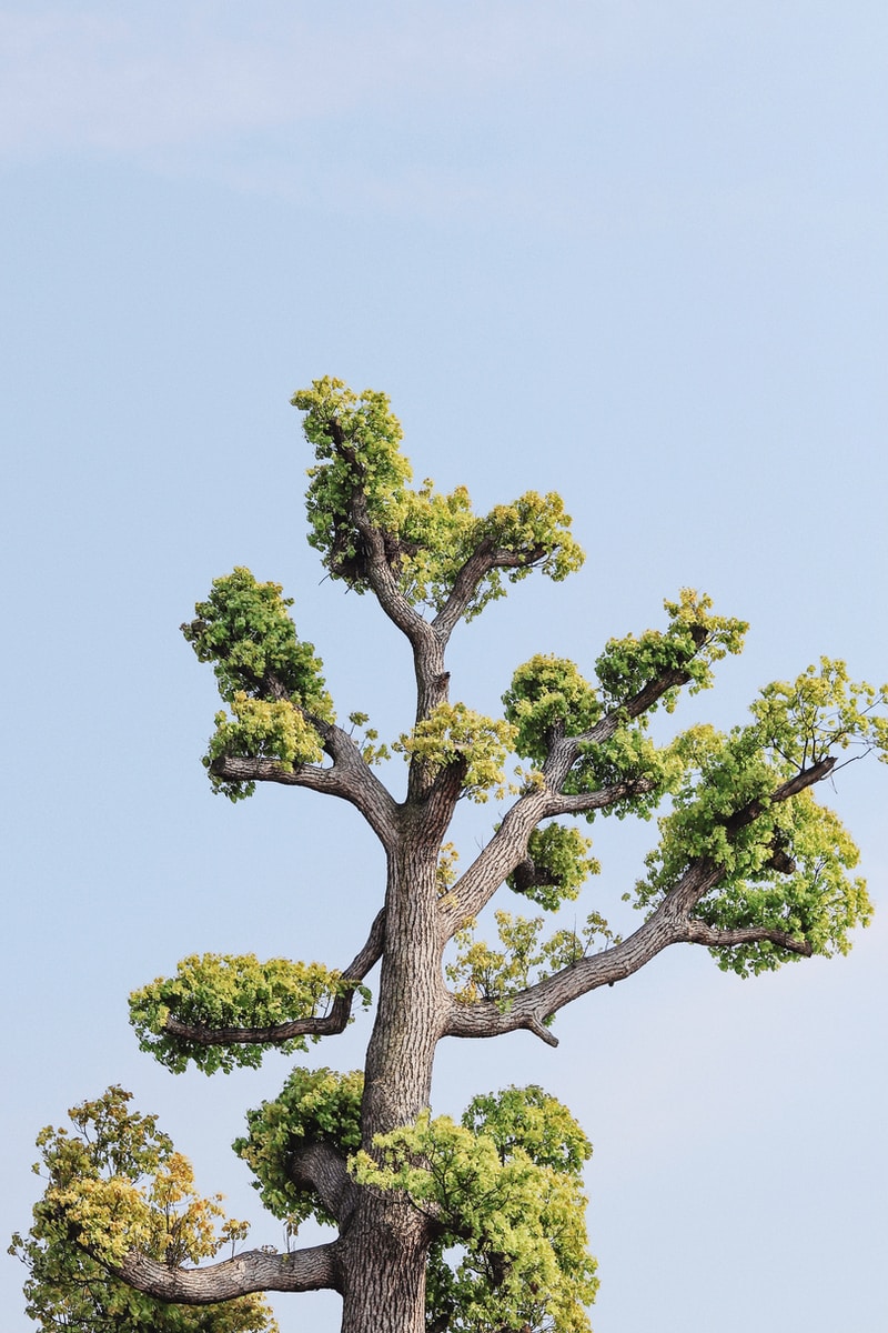 green tree under white sky during daytime